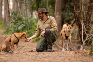 Hello-Dingo-Damulay-Ngurang-Barangaroo-1